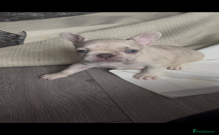 French Bulldog dogs - Advert 8