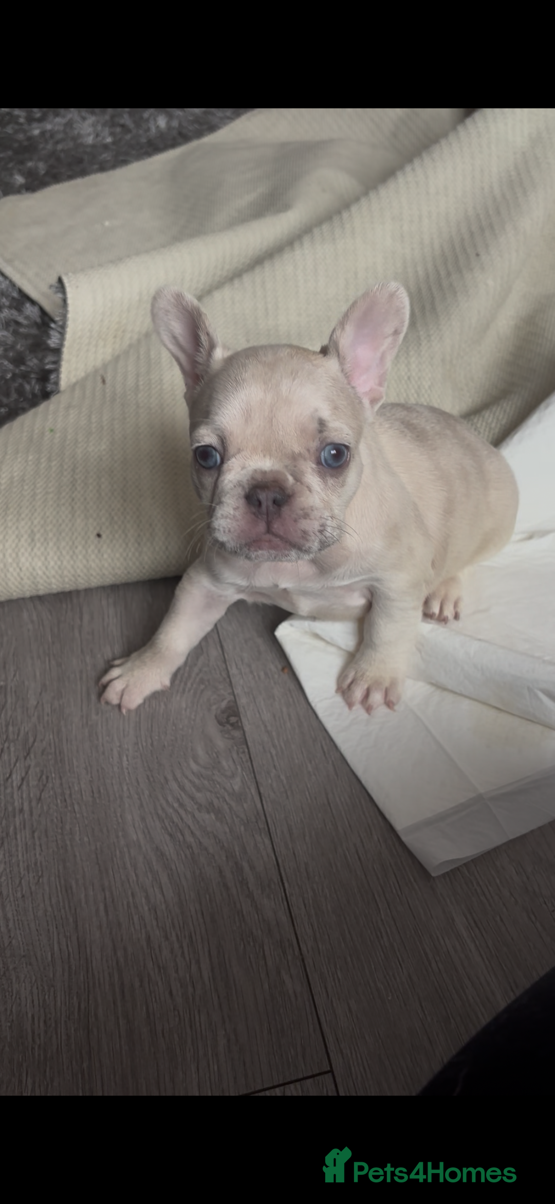 French Bulldog dogs for sale: Pedigree french bulldogs  - Image 1
