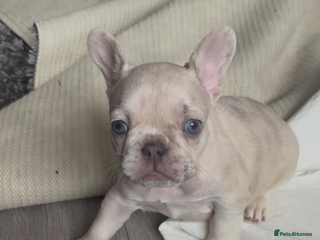 French Bulldog dogs - Advert 2
