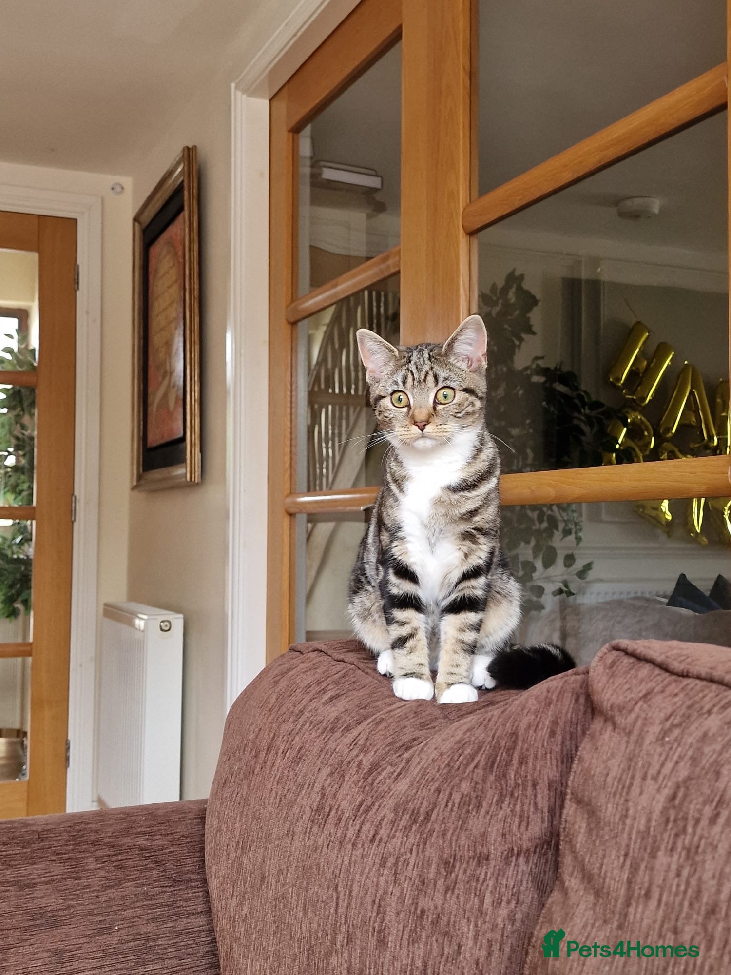Mixed Breed cats Lovely Mixed Breed Short Hair Kitten 🐾 - Advert 4
