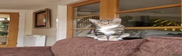 Mixed Breed cats for sale: Lovely Mixed Breed Short Hair Kitten 🐾 - Advert 1