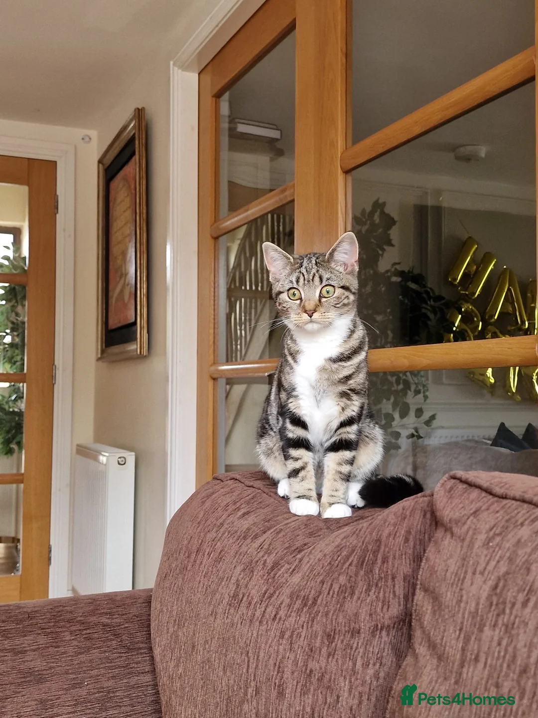 Mixed Breed cats for sale: Lovely Mixed Breed Short Hair Kitten 🐾 - Advert 1