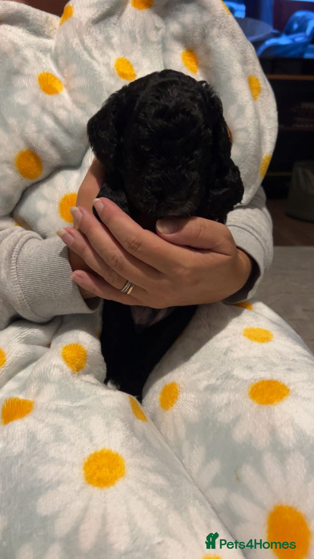 Cockapoo dogs for sale: Clarissa - Image 1