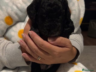 Cockapoo dogs - Advert 15