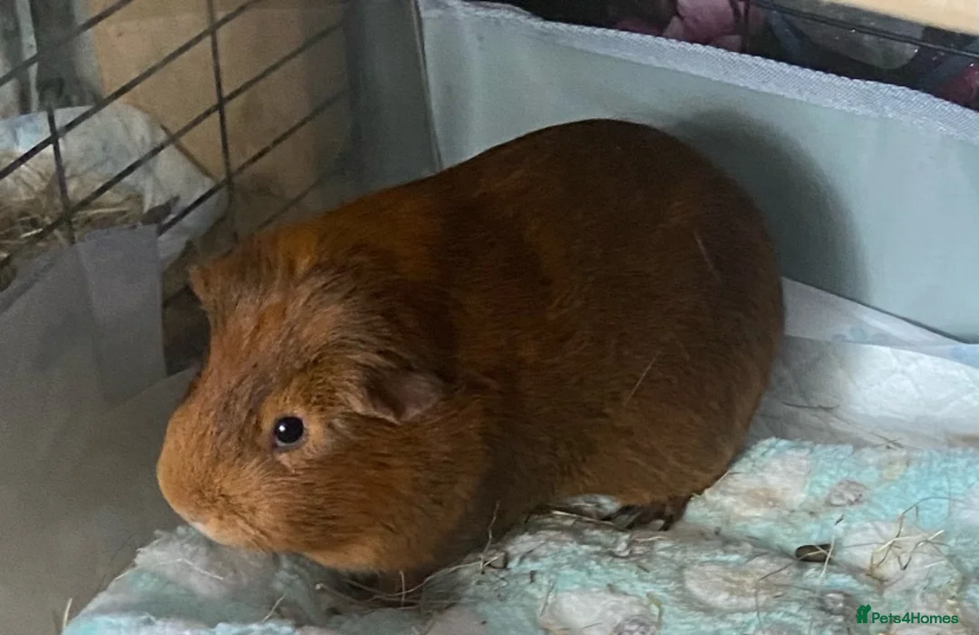 Guinea Pig rodents for sale: Beautiful male Guinea pig seeking new friend - Advert 1