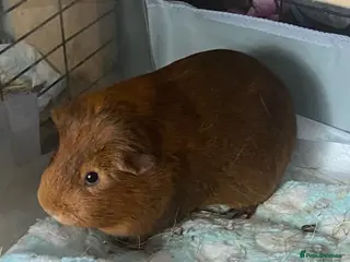 Guinea Pig rodents Beautiful male Guinea pig seeking new friend - Advert 5