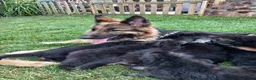 German Shepherd dogs for sale: Long Hair German Shepherd Puppies  in Chorley - Advert 2