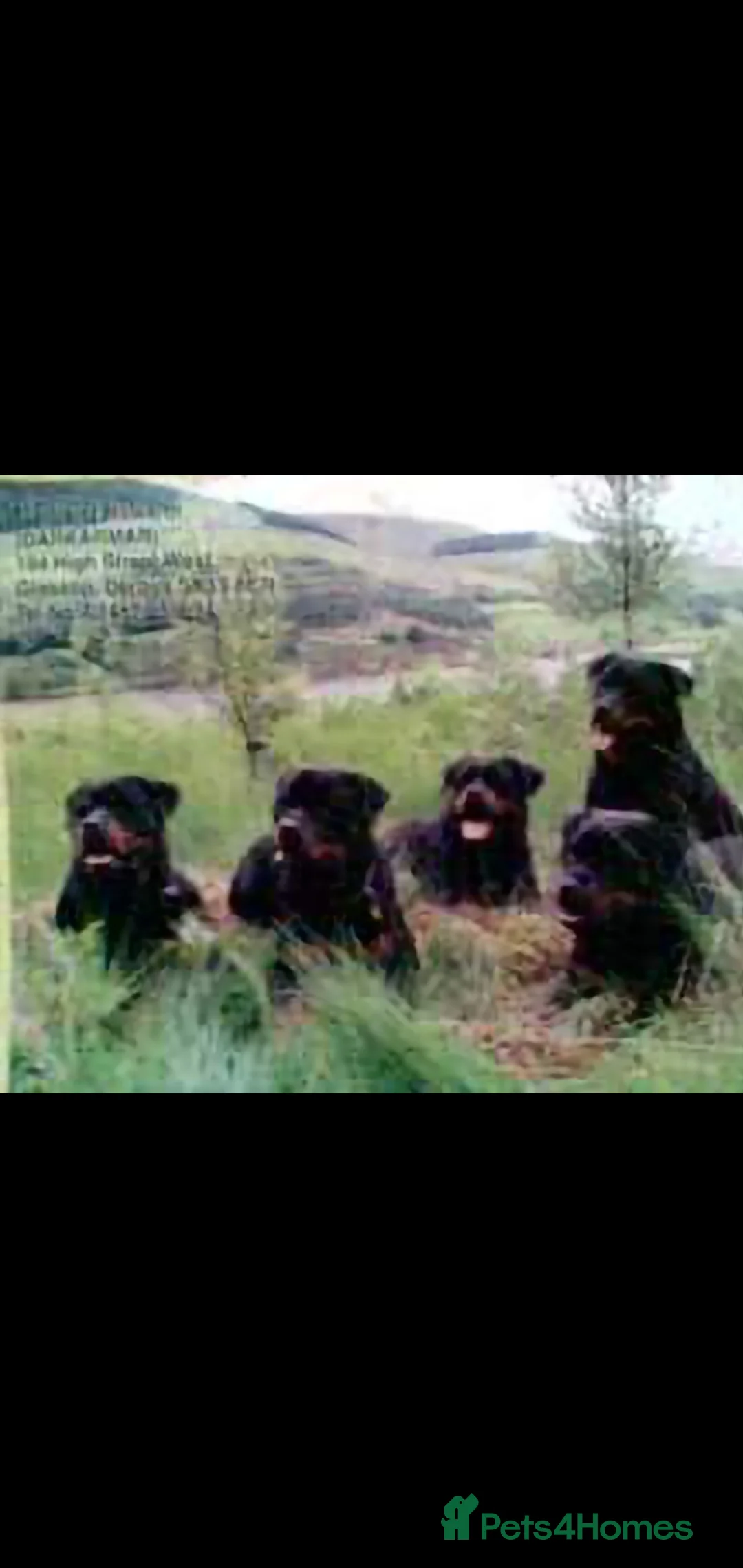 Rottweiler dogs for sale: Champion Darkarmar Selene ww23 in Glossop - Advert 6