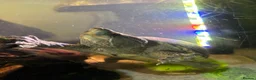 Turtle reptiles for sale: Two Musk Turtles with tank, set, up and spares  - Advert 3