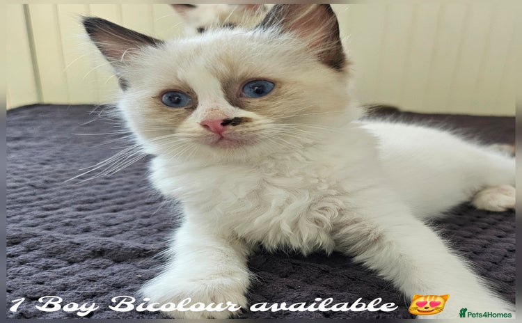 Ragdoll cats - Advert 8
