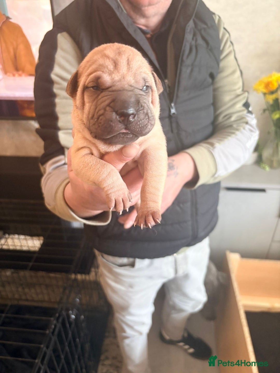 Shar Pei dogs for sale: Shar Pei Puppies looking for forever homes - Advert 3