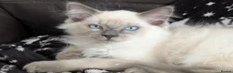Ragdoll cats for sale: STILL WAITING  - Advert 19