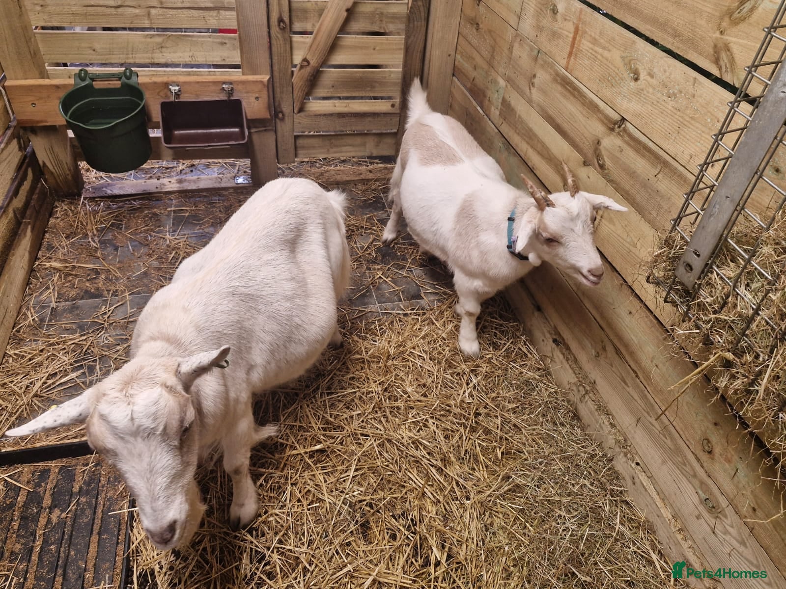 Goats livestock Mum and son pygmy goats - Advert 3