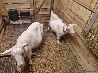 Goats livestock Mum and son pygmy goats - Advert 15