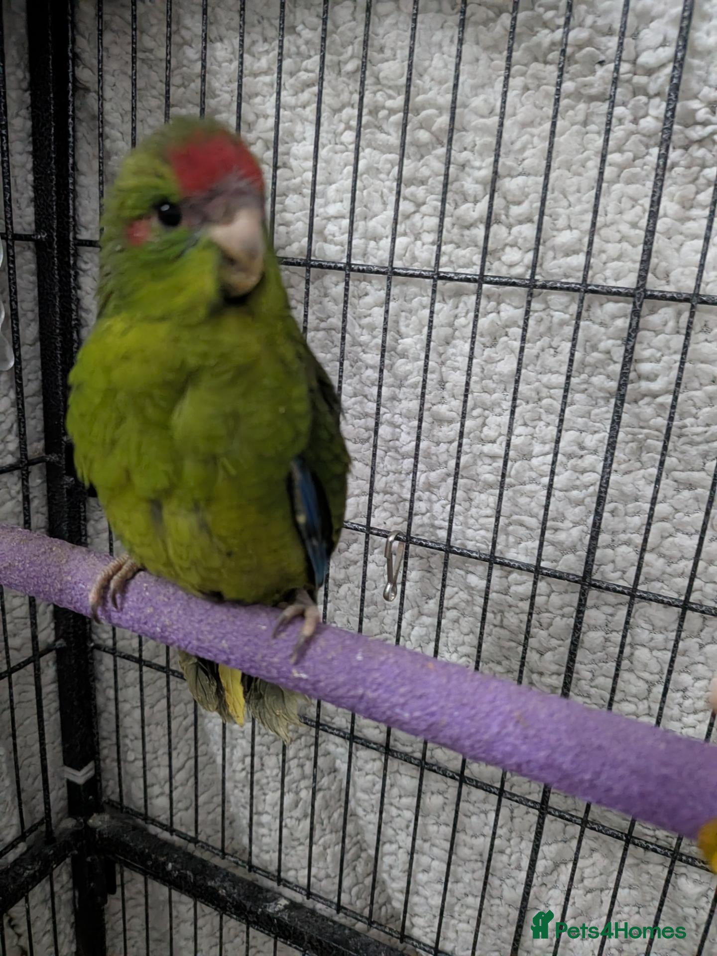Parrots birds for sale: Baby kakarikis (small parrot) Bolton - Advert 3