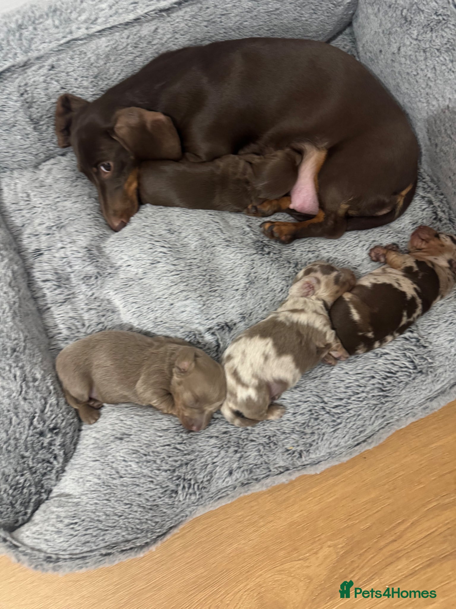 Dachshund dogs 3 sausage dogs long haired females  - Advert 4