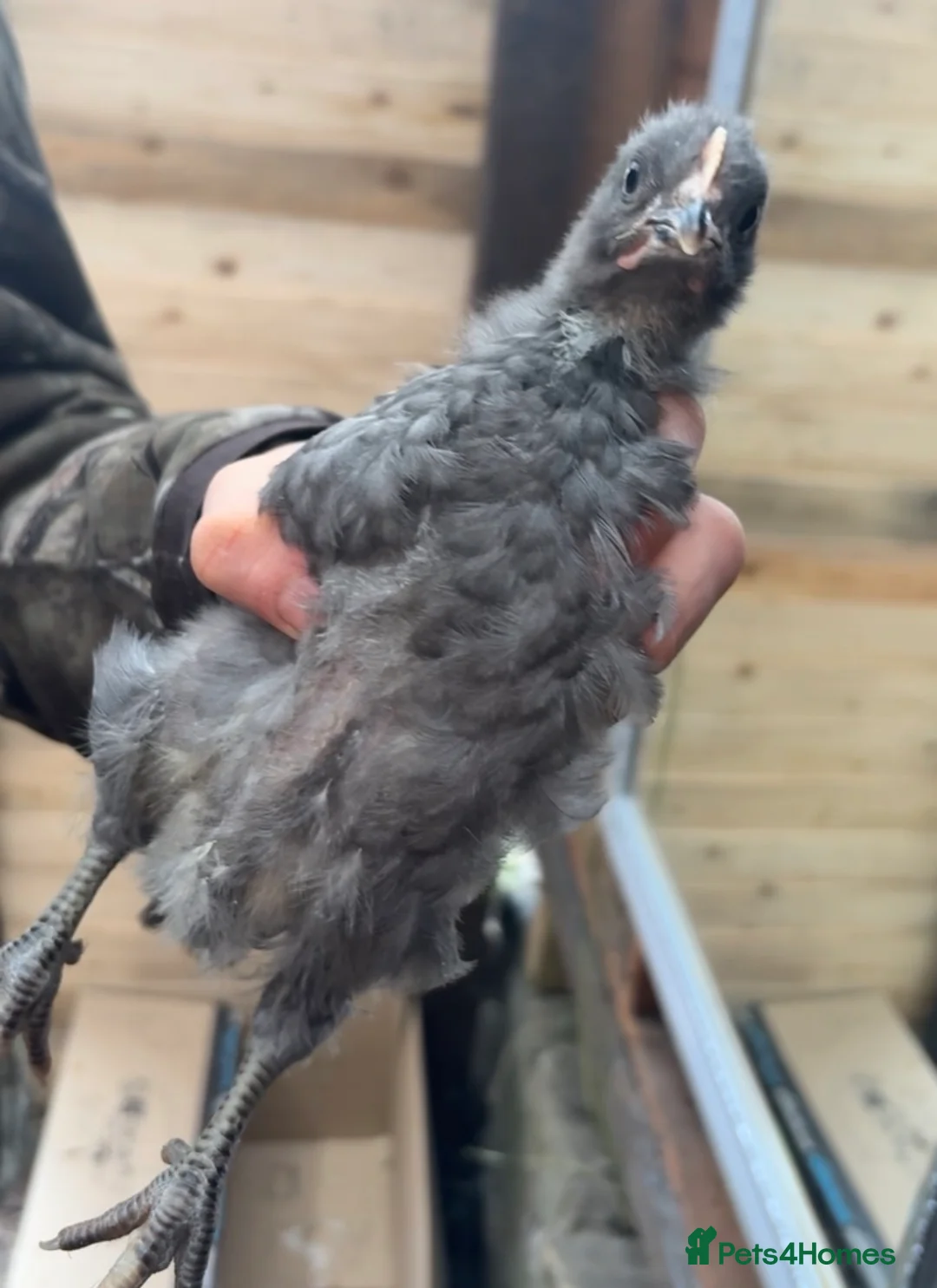 Mixed Breed livestock for sale: 4 chickens for sale also coop  - Advert 2