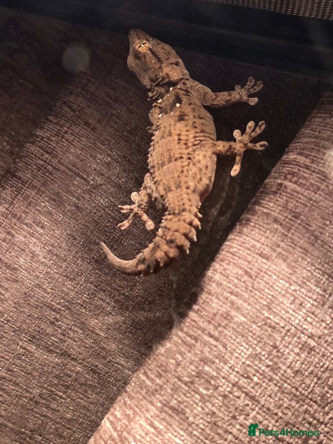 Gecko reptiles for sale: Crocodile Gecko and Vivarium for sale £130 - Advert 17