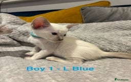 Siamese cats for sale: ✨Gorgeous GCCF registered kittens✨ - Image 2