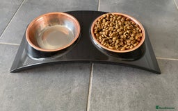 Mixed Breed cats for sale: Free - Handsome fella Ali looking for a new home - Image 10