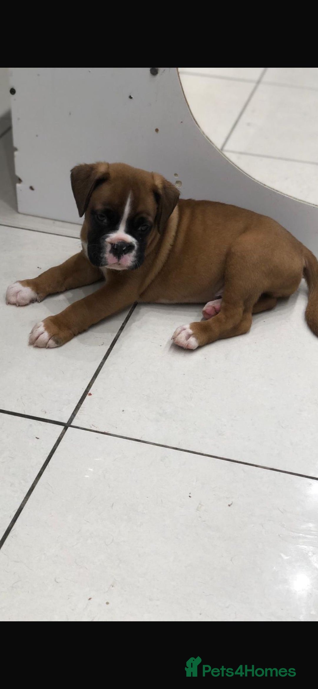 Boxer dogs for sale: Boxer pups  - Advert 5