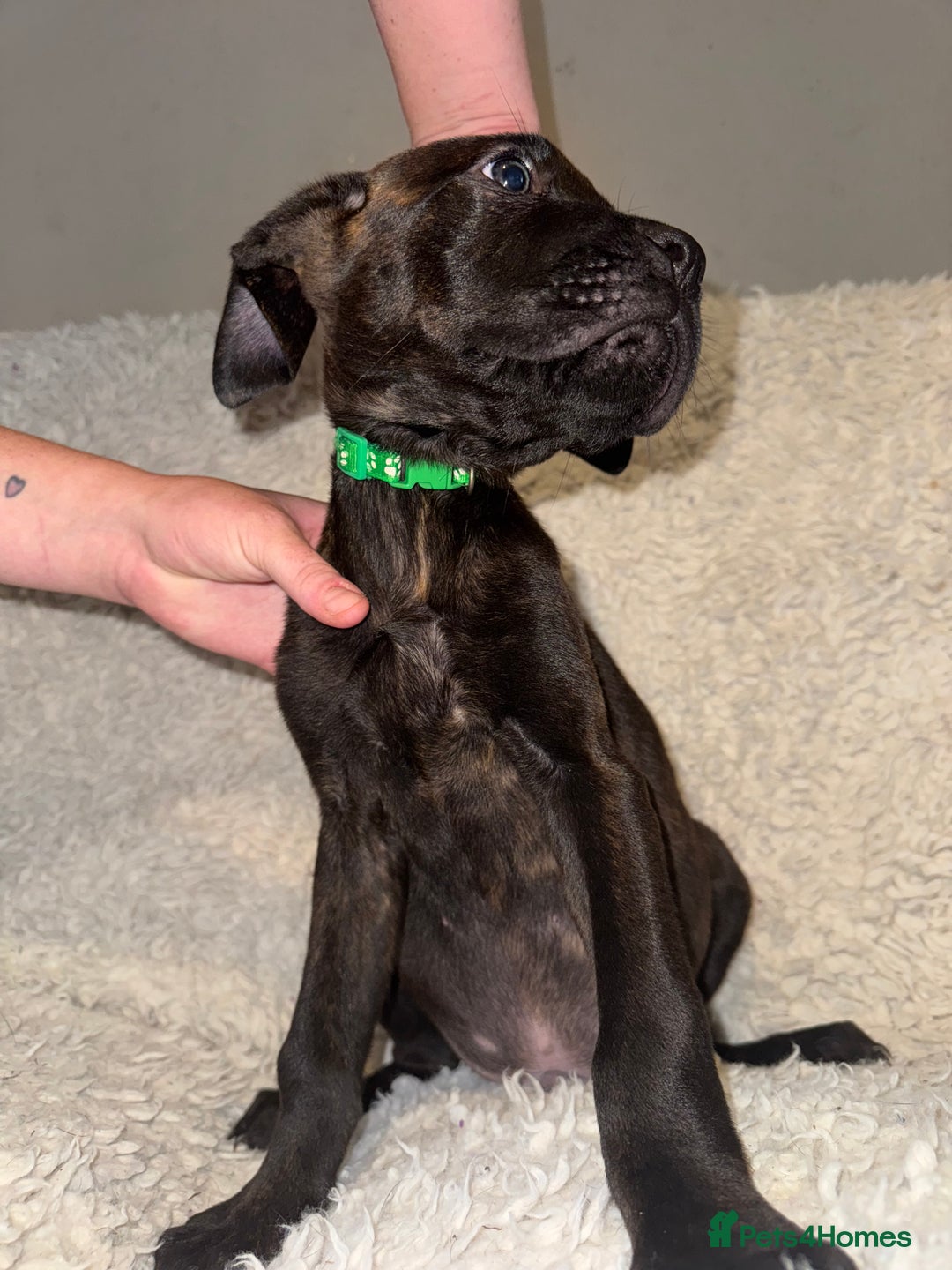 Cane Corso dogs for sale: Beautiful Litter Of Cane Corso Puppys - Image 10