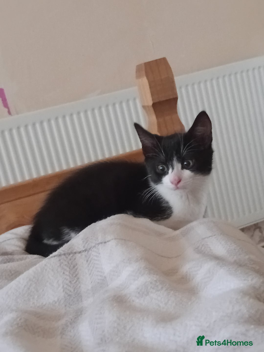 British Shorthair cats for sale: 4 month old boy kitten for sale  - Image 7