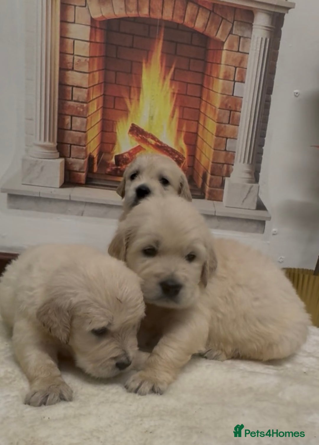 Golden Retriever dogs for sale: Golden Retriever Pups from Health Tested Parents  - Advert 7