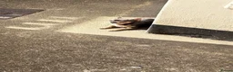 Chihuahua dogs for stud: FOR STUD ONLY  - Advert 5