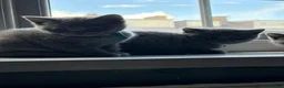 British Shorthair cats for sale: Pure British shorthair kittens - Advert 5