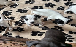 Mixed Breed dogs for sale: Border terrier x Patterdale terrier   - Image 3