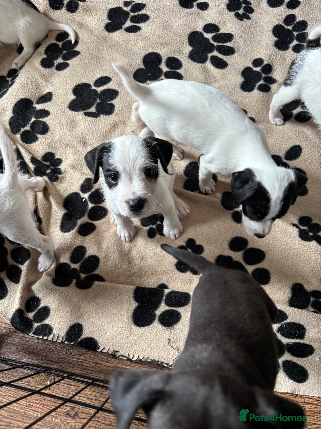 Mixed Breed dogs for sale: Border terrier x Patterdale terrier   - Image 3