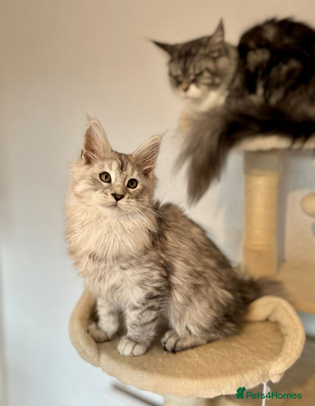 Maine Coon cats for sale: TICA Stunning Maine Coon Kittens - ACTIVE 🩷 - Image 10