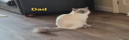 Ragdoll cats for sale: Pure Bred Ragdoll Kittens for Sale in Twickenham - Advert 9