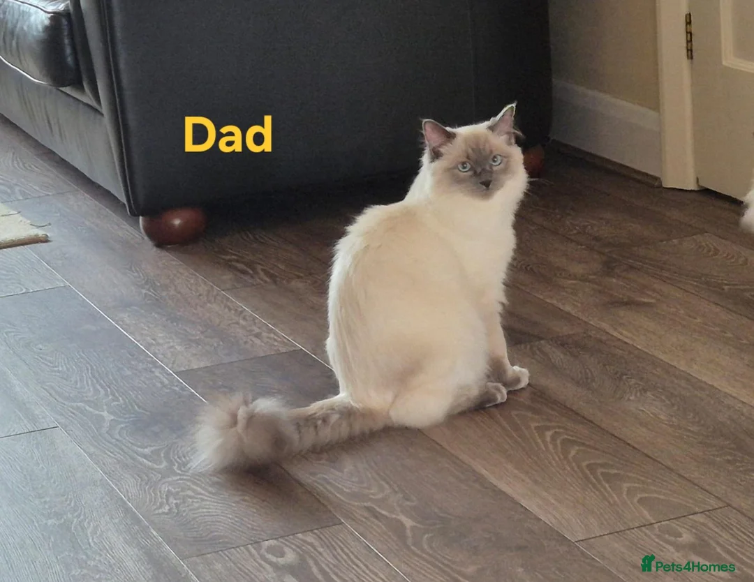 Ragdoll cats for sale: Pure Bred Ragdoll Kittens for Sale in Twickenham - Advert 9