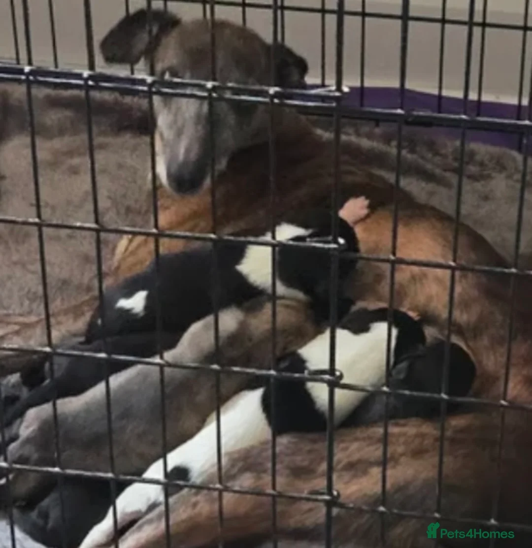 Whippet dogs for sale: Kc whippet bitch - Advert 2