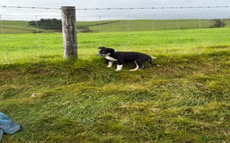 Border Collie dogs for sale: Gorgeous collie puppies  - Image 3