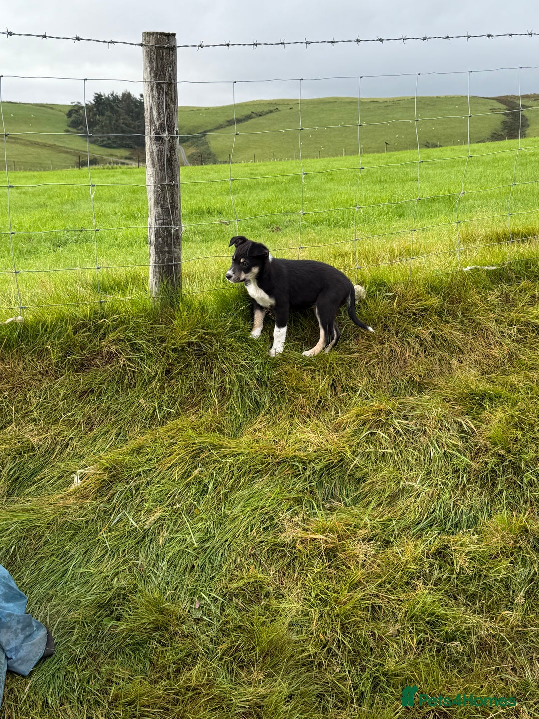 Border Collie dogs for sale: Gorgeous collie puppies  - Image 3