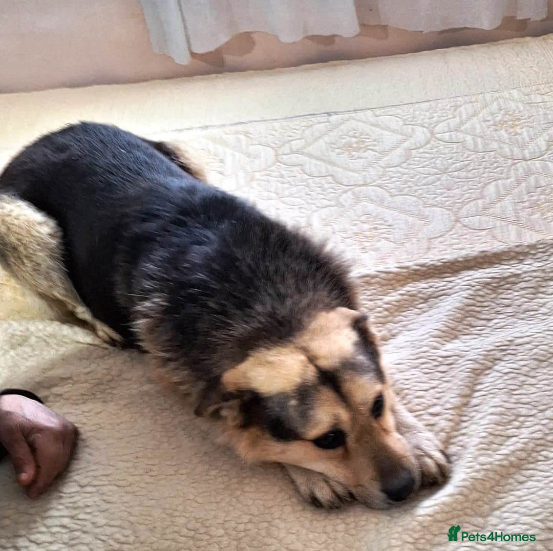 Mixed Breed dogs for adoption: 🐶Really… does nobody want to give me a chance? 💔 - Advert 19