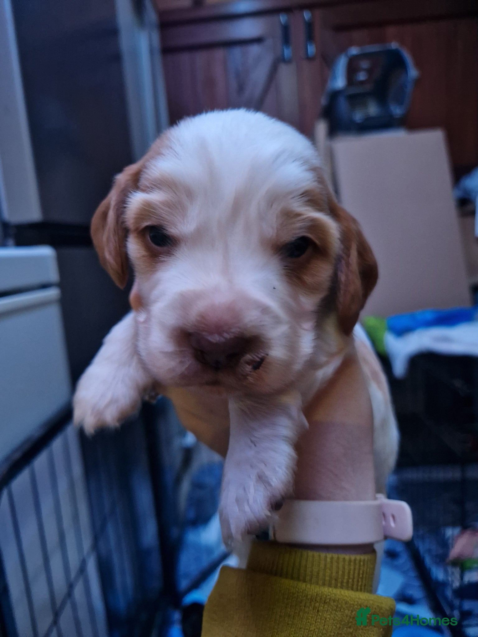 Cocker Spaniel dogs Orange roan show cocker spaniel puppy - Advert 5