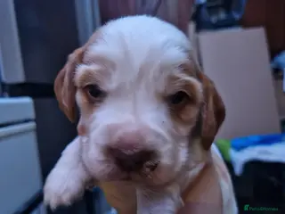 Cocker Spaniel dogs Orange roan show cocker spaniel puppy - Advert 5