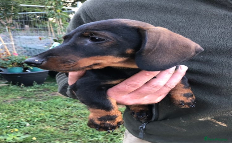 Dachshund dogs - Advert 7