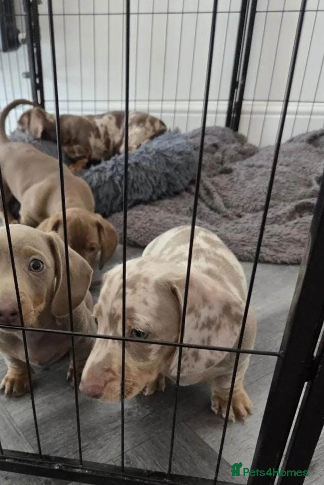 Miniature Dachshund dogs for sale: Lovely Miniature Dachshund Puppies  in Doncaster - Advert 2