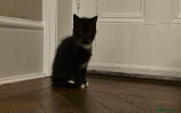 Maine Coon cats for sale: Maine coon x kittens  - Image 3