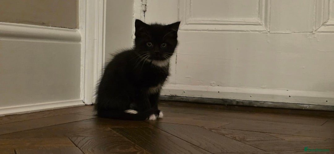 Maine Coon cats for sale: Maine coon x kittens  - Image 3