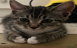 Mixed Breed cats for sale: Kittens looking for their forever home - Image 7