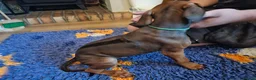 Rhodesian Ridgeback dogs for sale: K.c registered DNA clear pups  - Advert 13