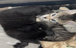 British Shorthair cats for sale: 2 male tabby kittens - Image 4