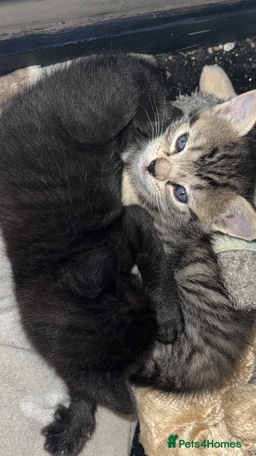 British Shorthair cats for sale: 2 male tabby kittens - Image 4