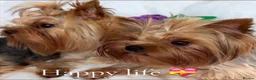 Yorkshire Terrier dogs for sale: Beautiful Male and female  - Advert 4